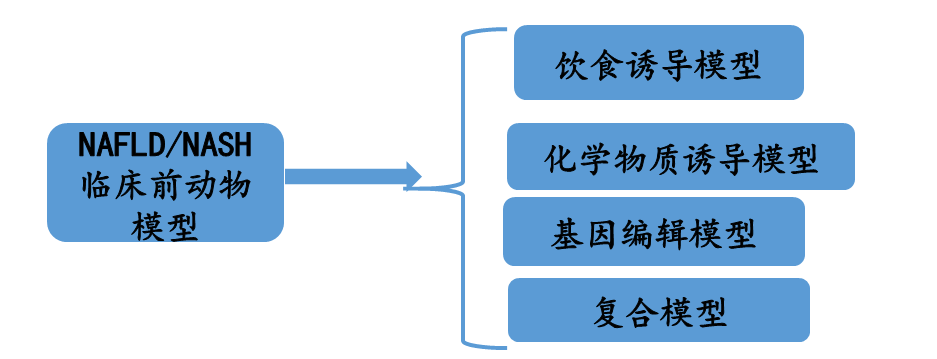 【拓普课堂】非酒精性脂肪肝模型