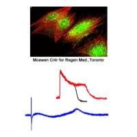 CiPA hiPSC-CMs检测