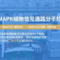 舍为斯-MAPK信号通路-精品机制通路解决方案