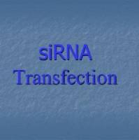 舍为斯-siRNA合成