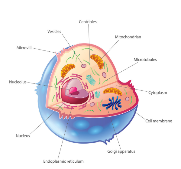 一站式细胞组分分离工具——细胞膜分离/溶酶体纯化/线粒体纯化试剂盒