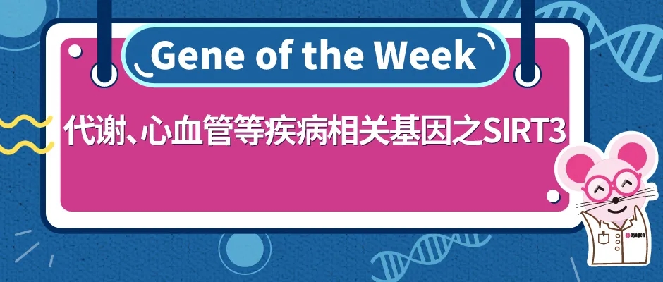 代谢、心血管等疾病相关基因之SIRT3