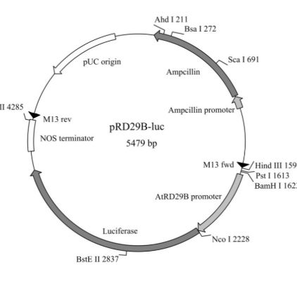 pRD29B-luc（植物报告基因质粒）