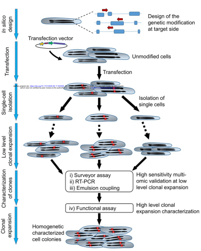 CloneSelect单细胞分离系统用于分选基因编辑的间充质干细胞