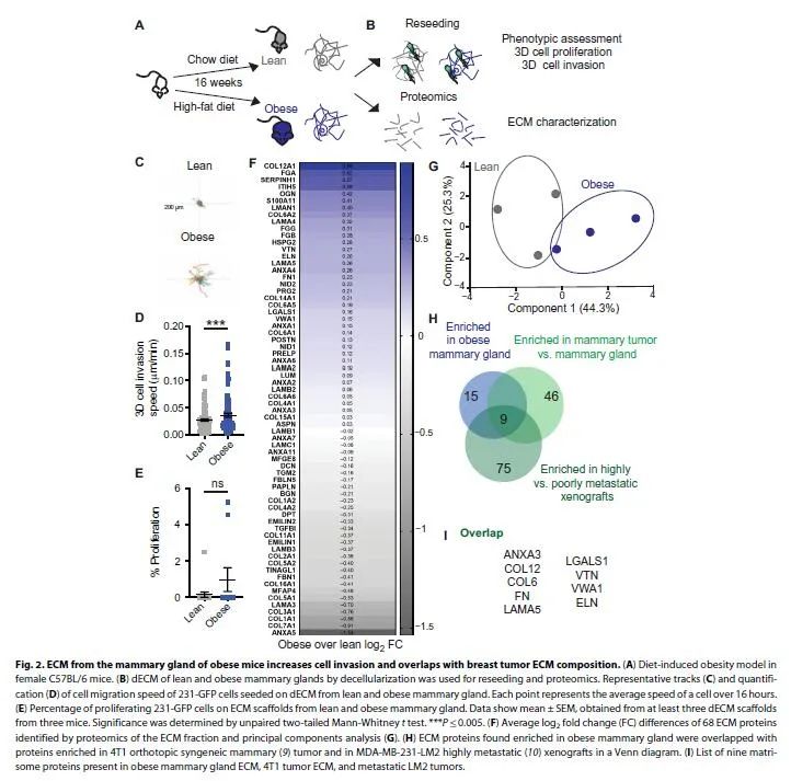 减肥新动力——Science子刊揭秘肥胖与癌症转移之间的关系