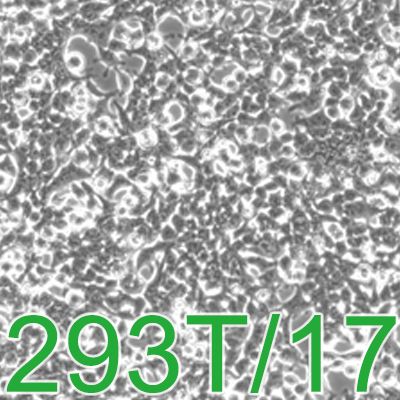 293T/17[HEK 293T/17; 293T/17]人胚肾细胞