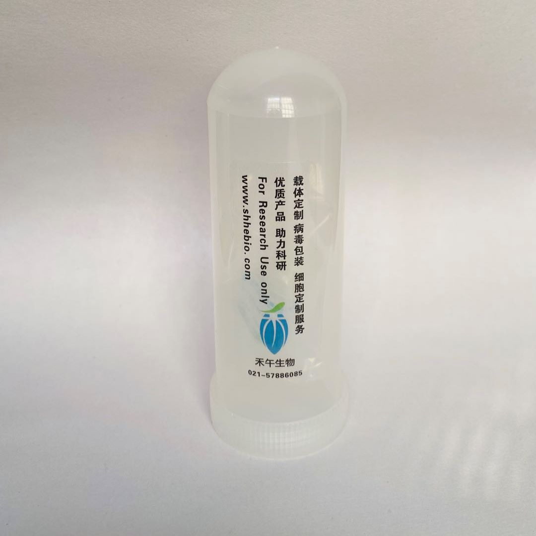 pOTB7-PBX2(human)质粒