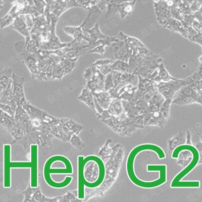 Hep G2[HEP-G2; Hep G2; HEP G2; HepG2; HEPG2;Hep-G2]人肝癌细胞
