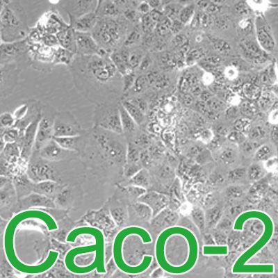 CaCo-2人结直肠腺癌细胞