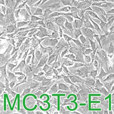 MC3T3-E1 Subclone 24小鼠胚胎成骨细胞前体细胞|MC3T3-E1 Subclone 24细胞|小鼠胚胎成骨细胞前体细胞|MC3T3-E1 Subclone 24细胞|小鼠胚胎成骨细胞前体细胞|MC3T3-E1 Subclone 24
