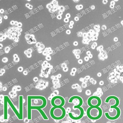 NR8383大鼠肺泡巨噬细胞|NR8383细胞|大鼠肺泡巨噬细胞|NR8383细胞|大鼠肺泡巨噬细胞|NR8383