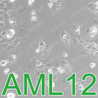 AML12[AML-12]小鼠肝实质细胞