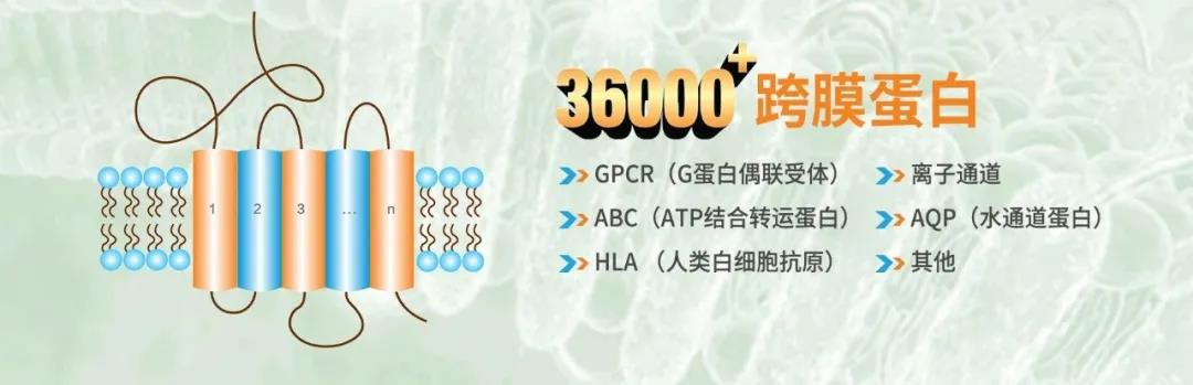 无细胞蛋白表达系统：周期短、通量高