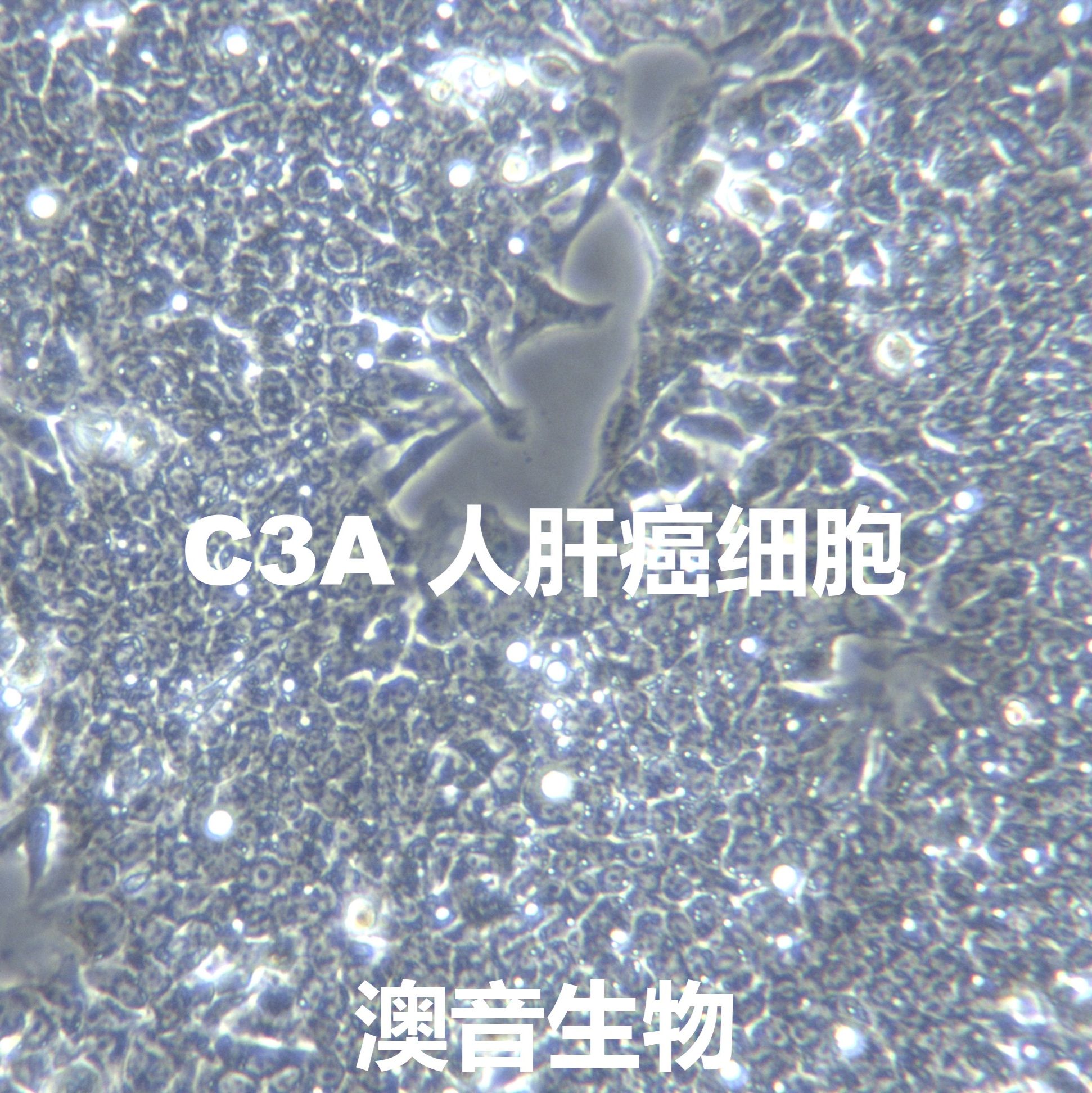C3A [Hep-G2/C3A,HepG2/C3A; Hep G2/C3A] 肝癌细胞