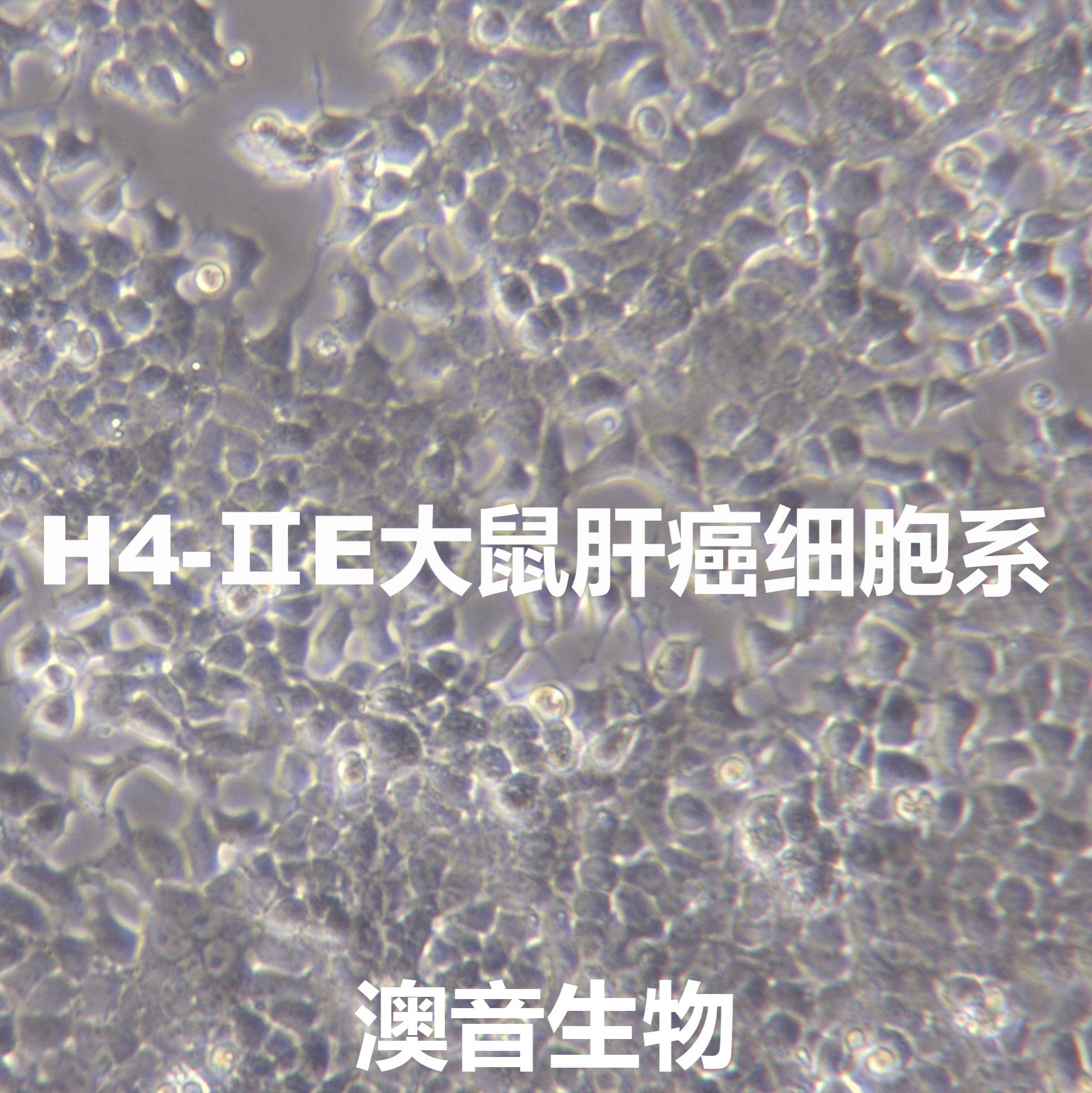 H4-Ⅱ-E【H-4-II-E; H4IIE】大鼠肝癌细胞系