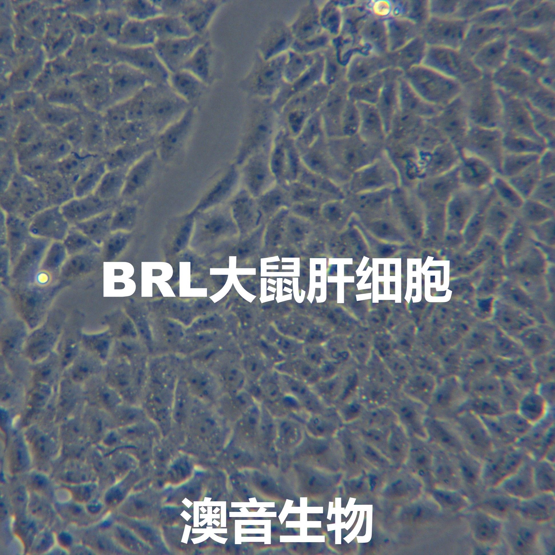 BRL|BRL细胞|大鼠肝细胞