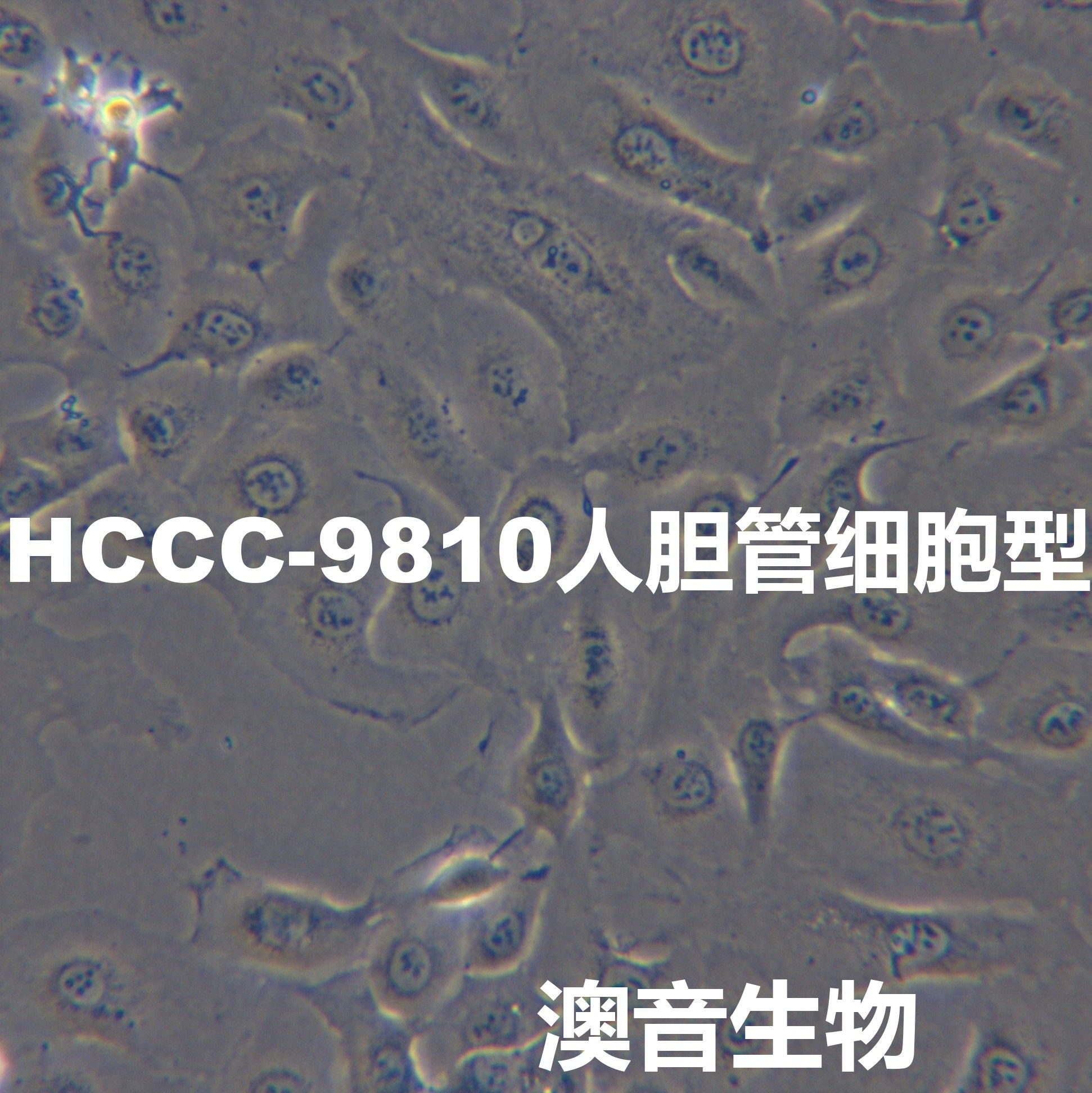 HCCC-9810【HCCC9810; Hccc9810】人胆管细胞型肝癌细胞