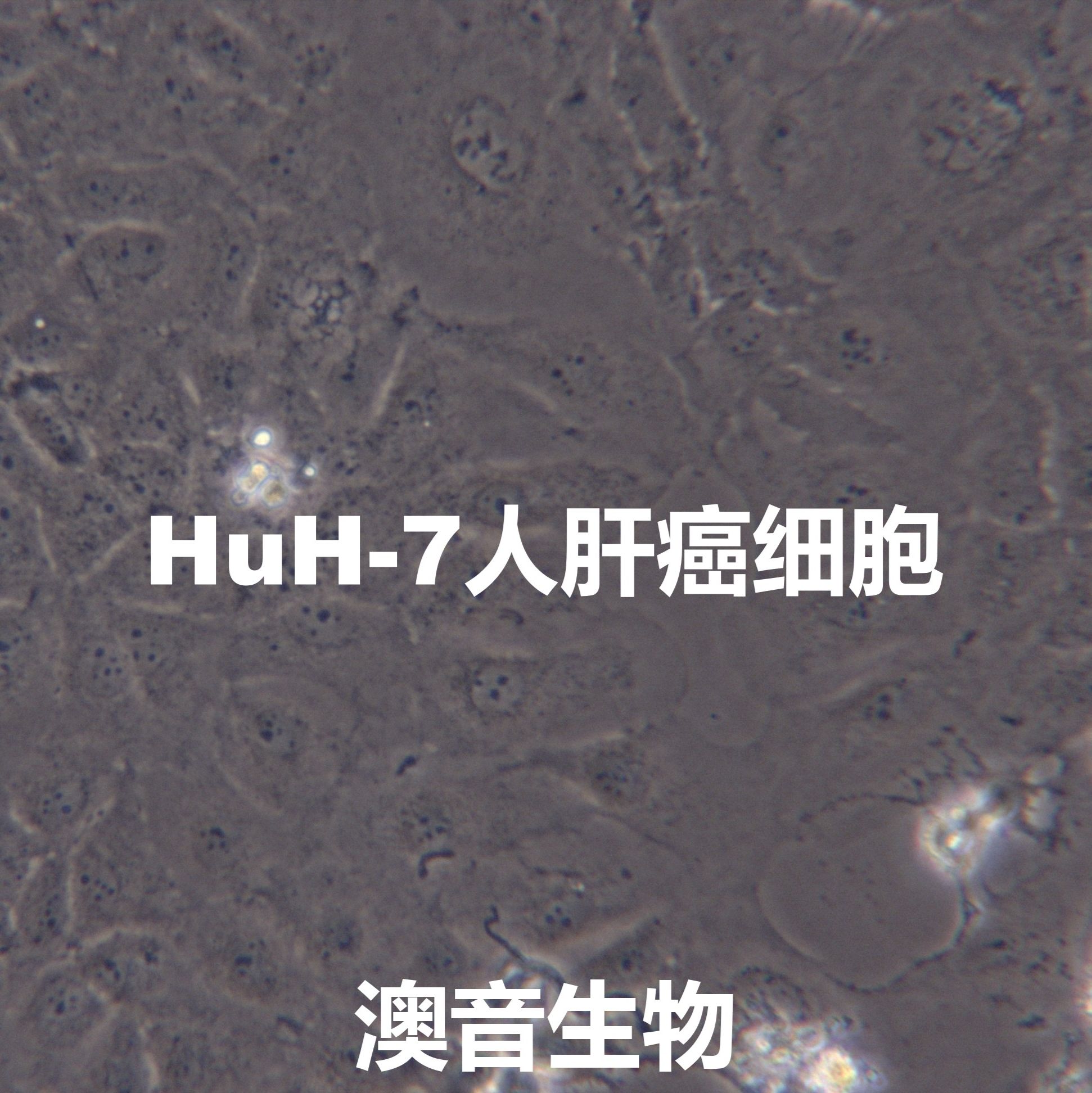 Huh-7[HuH-7; HUH-7; HuH7; Huh7; HUH7; JTC-39; Japanese Tissue Culture-39]肝癌细胞