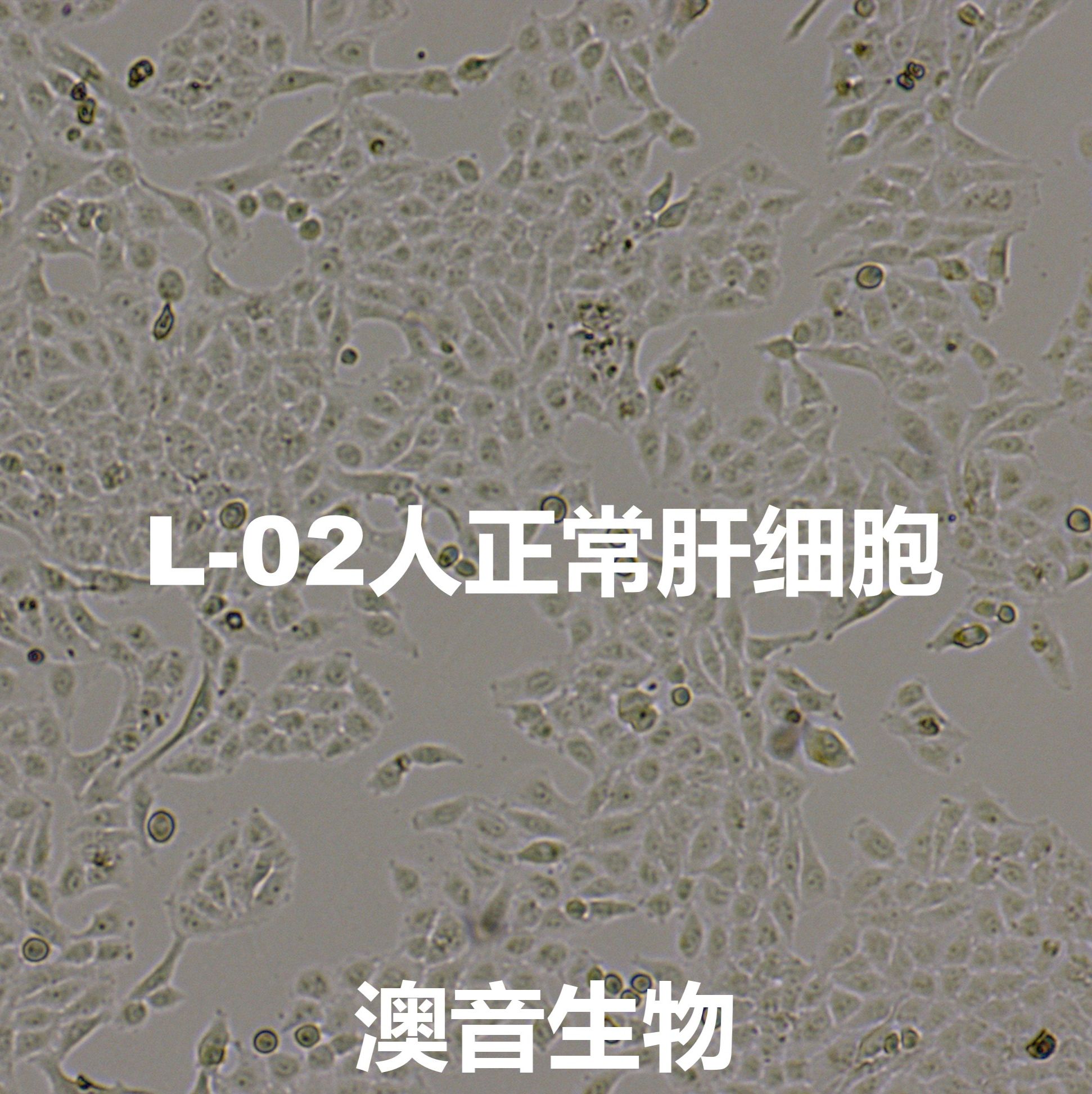 L-02[L02; LO2; HL-7702; HL7702; Liver-02; Human Liver-7702]人正常肝细胞