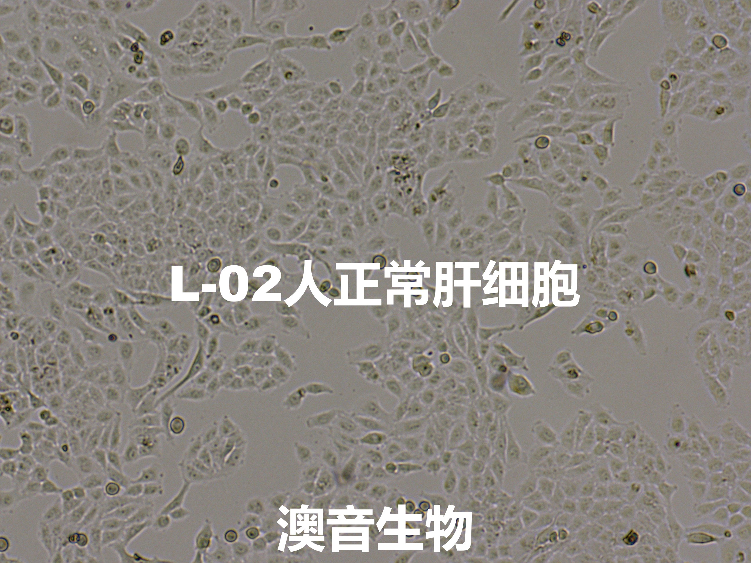 L-02[L02; LO2; HL-7702; HL7702; Liver-02; Human Liver-7702]人正常肝细胞价格,详情 ...