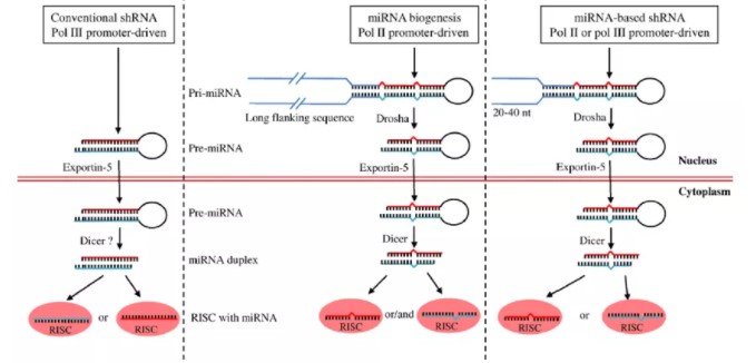 组织特异性干扰怎么做——基于miRNA骨架设计shRNA