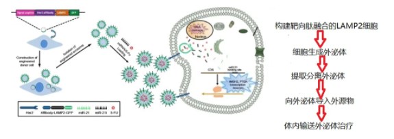 基因治疗新手段——工程化外泌体