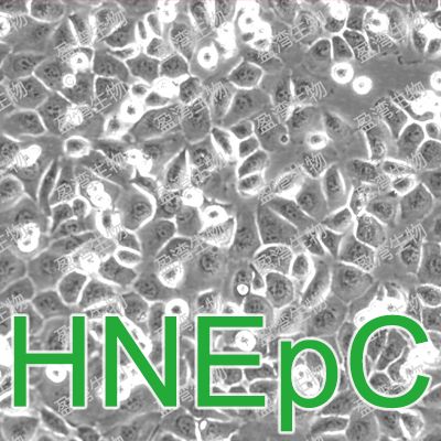 HNEpC[Human Nasal Epithelial Cells]人鼻粘膜上皮细胞