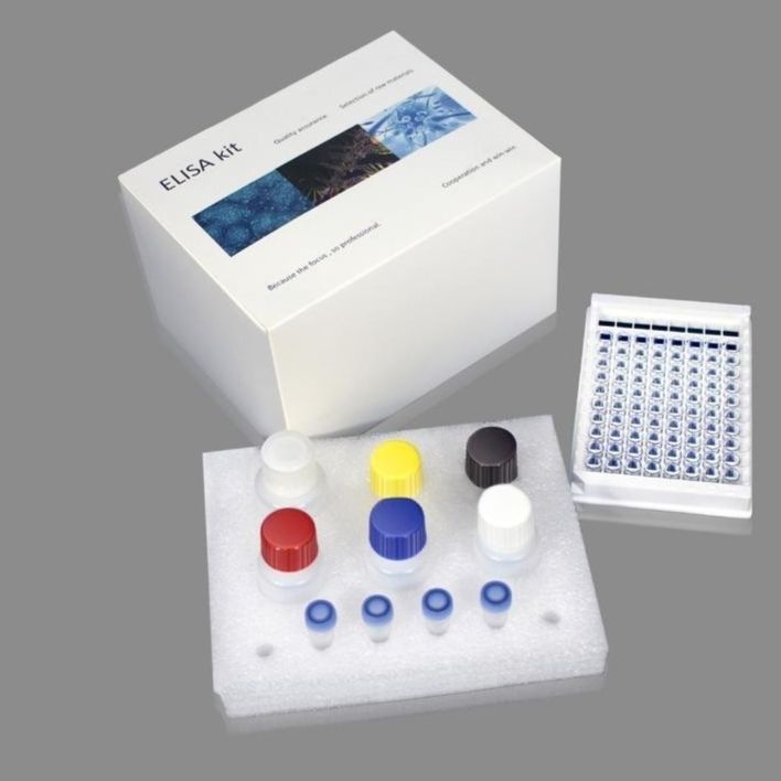 大鼠核因子κB测定NF-κB试剂盒厂家