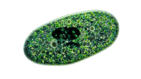 见微知著——小细胞有大学问