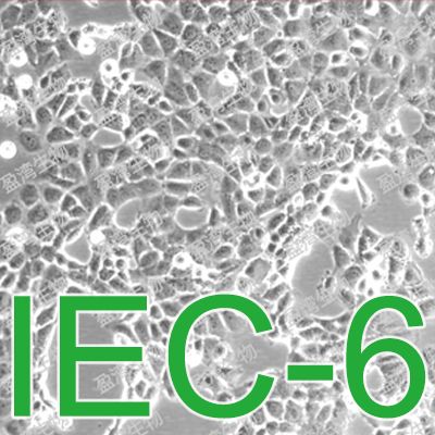 IEC-6[IEC6; Intestinal Epithelioid Cell line No. 6 ]大鼠小肠引窝上皮细胞