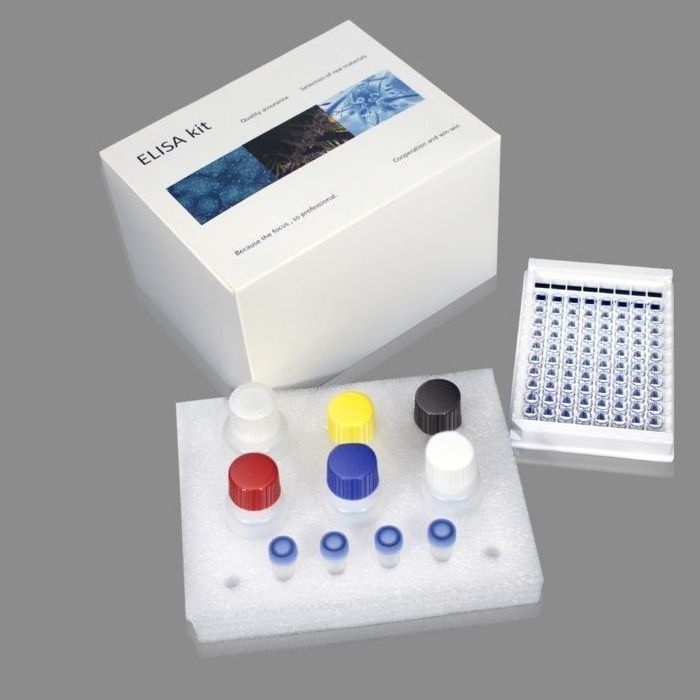 小鼠羟甲基戊二酸单酰辅酶A ELISA检测HMG-CoA试剂盒