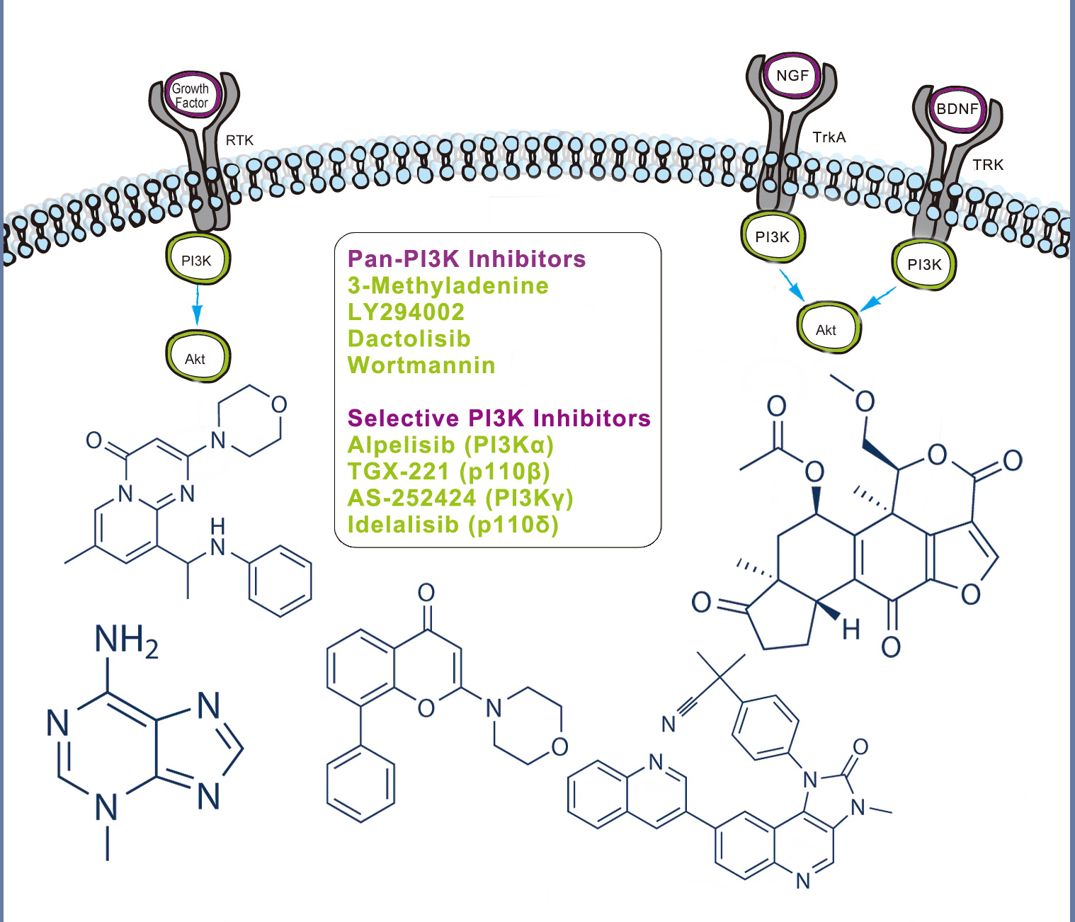 Bioss新品推荐｜小分子化合物——多种抑制剂激活剂隆重上市