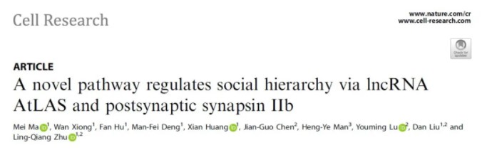Cell Research：华中科技大学朱铃强组揭示调控社会等级的分子机制