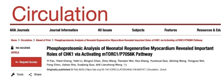 Circulation：南京医科大学附属第一医院揭示心肌再生新机制-CHK1-mTORC1/P70S6K通路