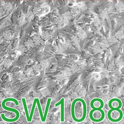SW1088[SW-1088; SW 1088]人脑星形胶质瘤细胞