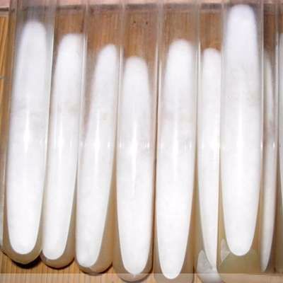 黄孢原毛平革菌