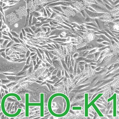 CHO-K1[CHO K1; CHOK1]仓鼠卵巢细胞亚株
