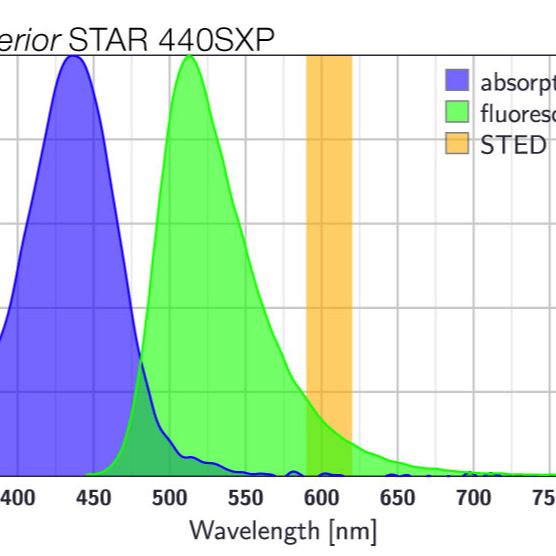 STAR 440SXP共聚焦和STED荧光染料