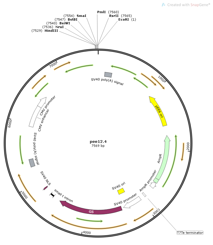 pEE12.4哺乳抗体质粒