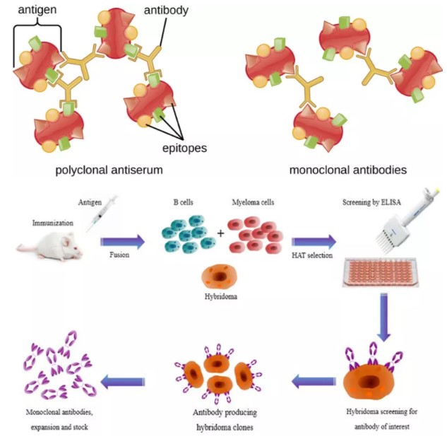 从免疫印迹到抗癌战疫，无处不在的单克隆抗体