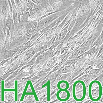 HA1800正常星形胶质细胞