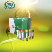 黑芝麻探针法PCR鉴定试剂盒