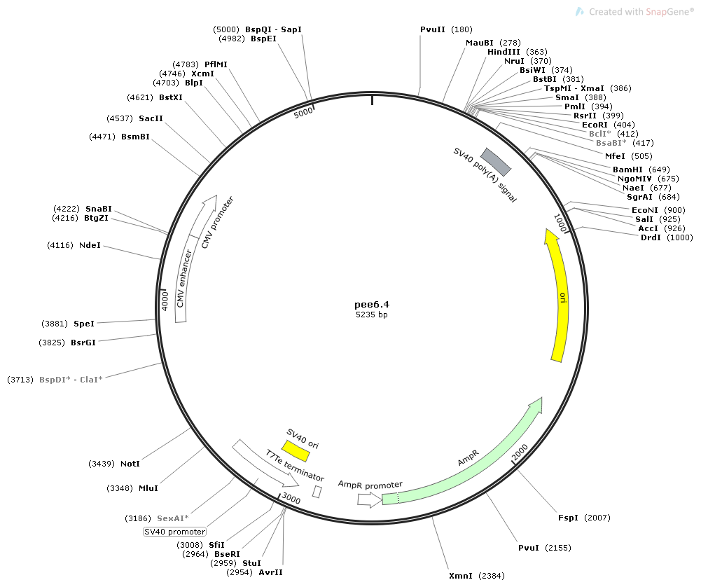 pEE6.4哺乳抗体质粒