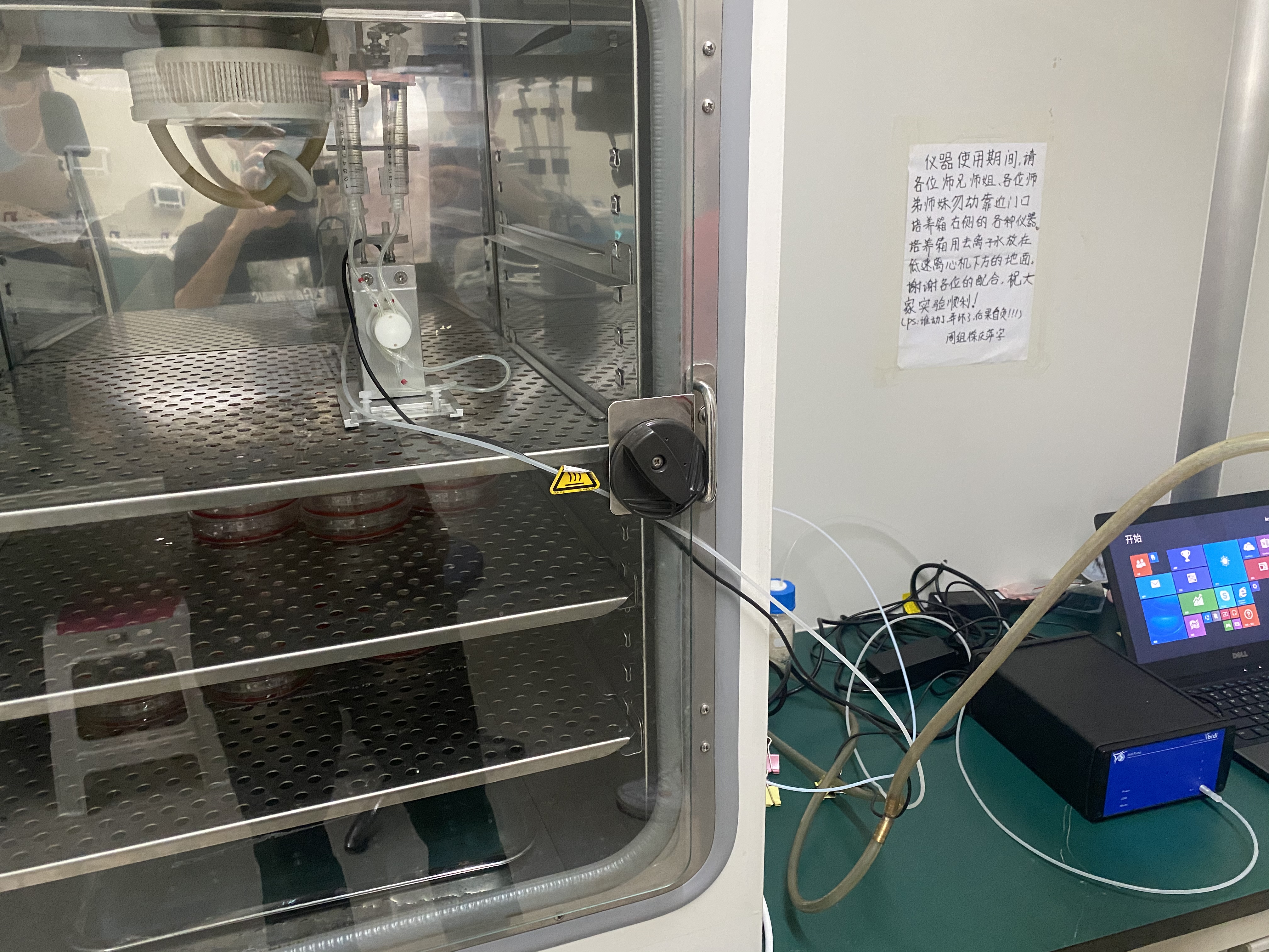 使用 ibidi 流体剪切力系统培养内皮细胞实验方法汇总