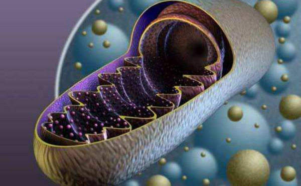 超好用的线粒体膜电位荧光探针——Cell Meter 线粒体膜电位（MMP）测定试剂盒