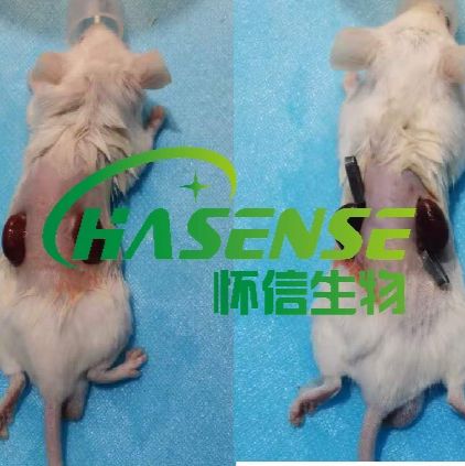 腎缺血再灌注模型