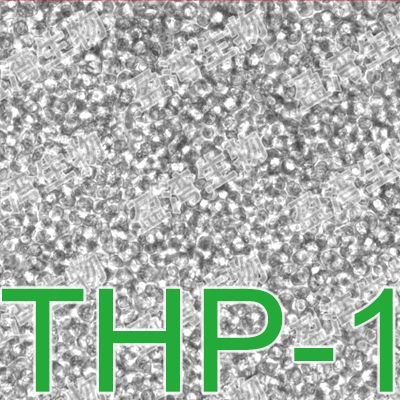 THP-1[THP1; THP 1; THPI]人单核细胞白血病