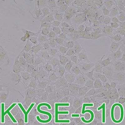 KYSE-510[KYSE 510; Kyse-510; KYSE510; Kyse510]人食管鳞癌细胞
