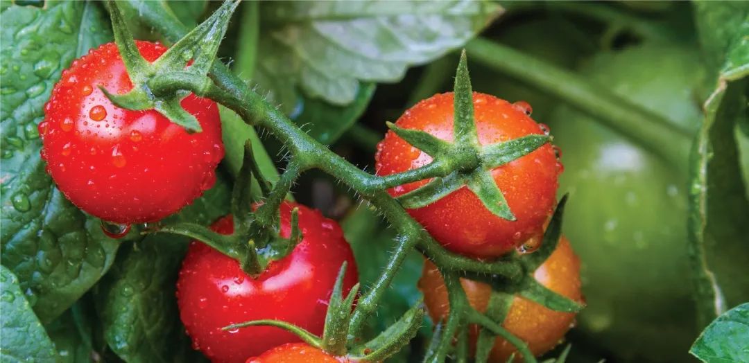 单颗粒 ICP-MS 应用 | 西红柿吸收金纳米颗粒