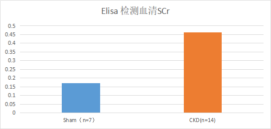 5/6肾切除致慢性肾衰小鼠模型